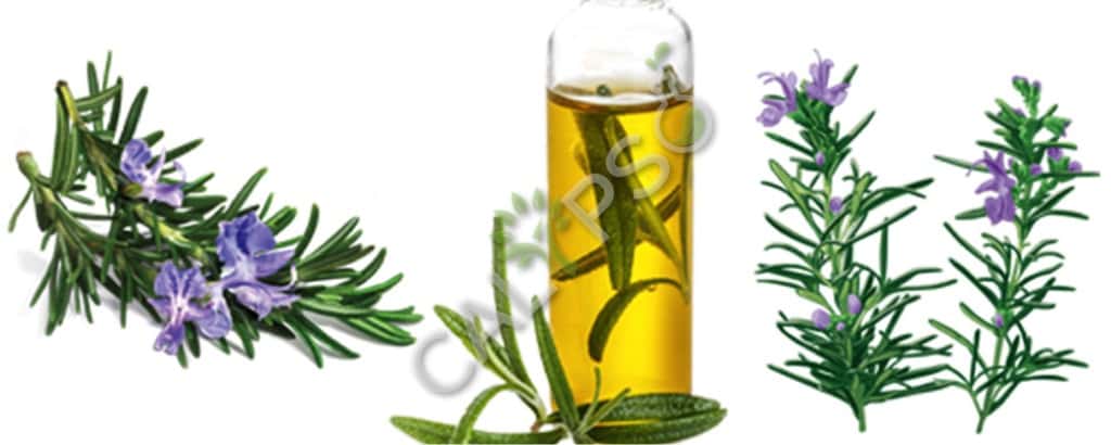 Comprar hinojo dulce natural esencial aceite esencial